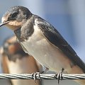 Jaskółka dymówka - Hirundo rustica . Data : 18.08.2011. Miejscowość : Piaski Wielkopolskie