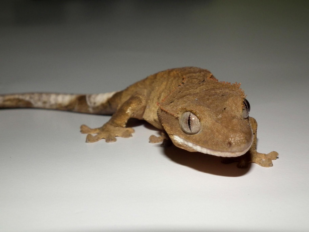 #CrestedGecko #GekonOrzęsiony #hatchling #RhacodactylusCiliatus