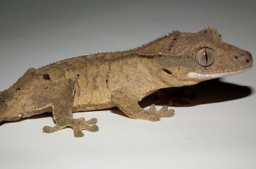 #CrestedGecko #GekonOrzęsiony #hatchling #RhacodactylusCiliatus