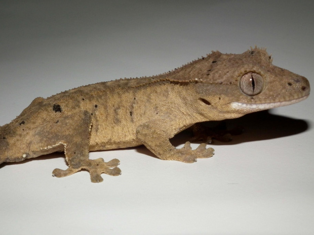 #CrestedGecko #GekonOrzęsiony #hatchling #RhacodactylusCiliatus