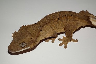 #CrestedGecko #GekonOrzęsiony #hatchling #RhacodactylusCiliatus