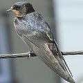 Jaskółka dymówka - Hirundo rustica . Data : 18.08.2011. Miejscowość : Piaski Wielkopolskie