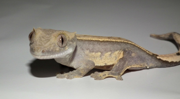 #CrestedGecko #GekonOrzęsiony #hatchling #RhacodactylusCiliatus