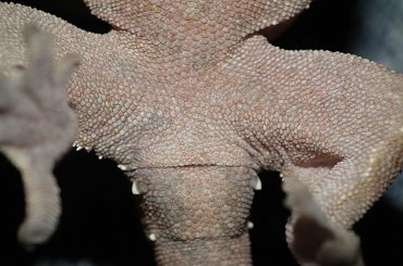 #CrestedGecko #GekonOrzęsiony #hatchling #RhacodactylusCiliatus