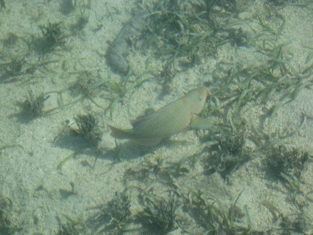 Dry Tortugas National Park