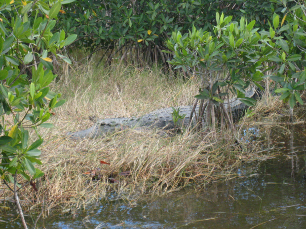 Everglades National Park