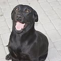 Labradorki:) #labrador #psy #szczeniaki #biszkoptowe #czarne #czekoladowe