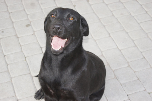 Labradorki:) #labrador #psy #szczeniaki #biszkoptowe #czarne #czekoladowe