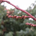 Stachyurus chinensis 'Celina'