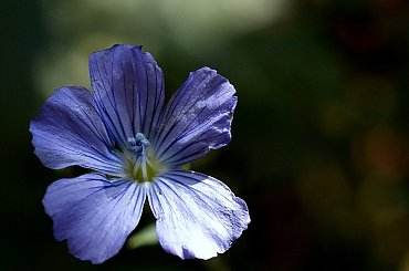 Życie to taki dziwny teatr, gdzie tragedia miesza się z farsą *** scenariusz piszą sami aktorzy *** suflerem jest sumienie i nigdy nie wiadomo kiedy otworzy się zapadnia ...
/Andrzej Majewski/ #kwiaty #ogród #bodziszki #przyroda #makro