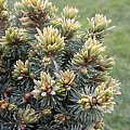 Picea abies 'Palecek'