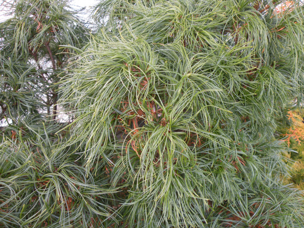 Pinus strobus 'Tiny Curls'