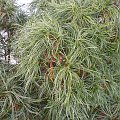 Pinus strobus 'Tiny Curls'