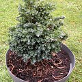 Chamaecyparis lawsoniana ´Rimpelar'