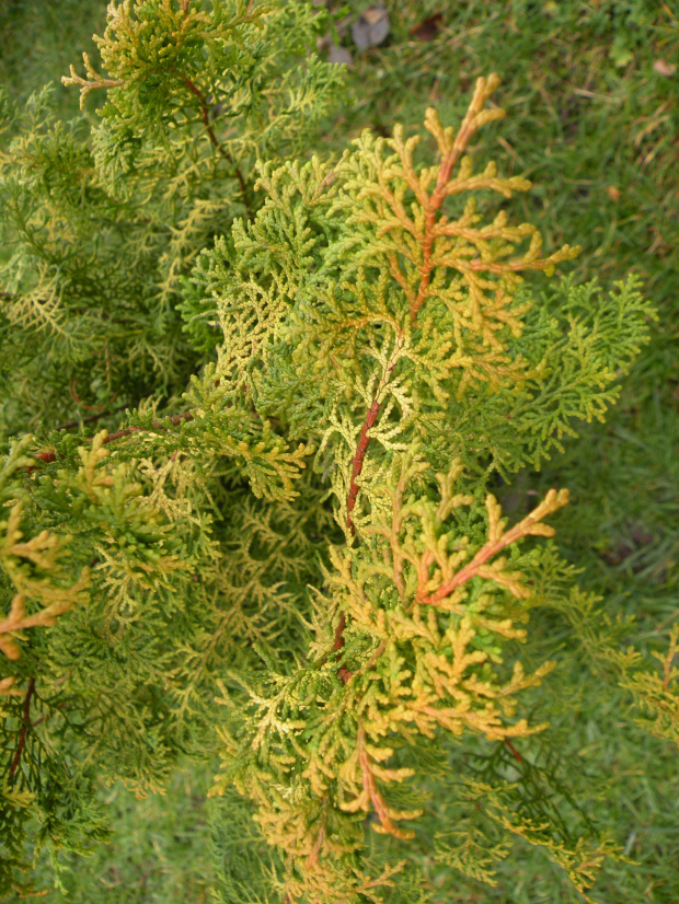 Chamaecyparis obtusa 'Lukas'