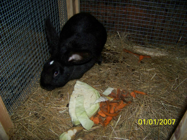 samiczka #króle #królik #króliki