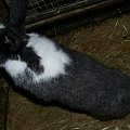 zjedzone #króle #królik #króliki