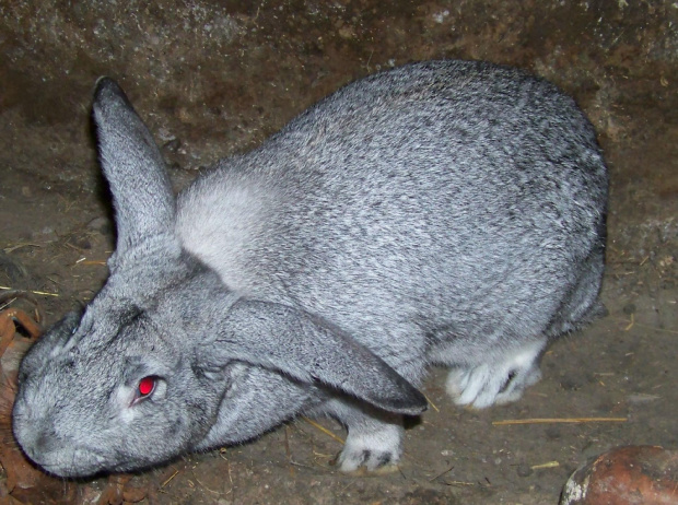 samiec alfa☺ #króle #królik #króliki