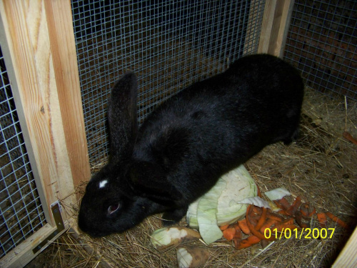 samiczka w dniu 18-03-12 ma się wykocić- zobaczymy? #króle #królik #króliki