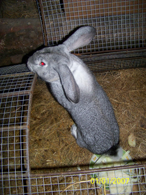 samiec alfa☺ #króle #królik #króliki