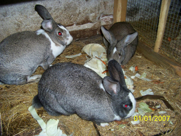 samiczki mama z córkami
(córek już nie ma- zjedzone #króle #królik #króliki