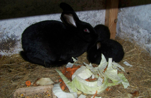OSC z miesięcznymi dwoma diabełkami #króle #królik #króliki