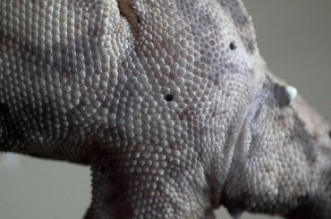 #CrestedGecko #GekonOrzęsiony #hatchling #RhacodactylusCiliatus