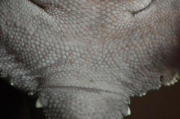 #CrestedGecko #GekonOrzęsiony #hatchling #RhacodactylusCiliatus