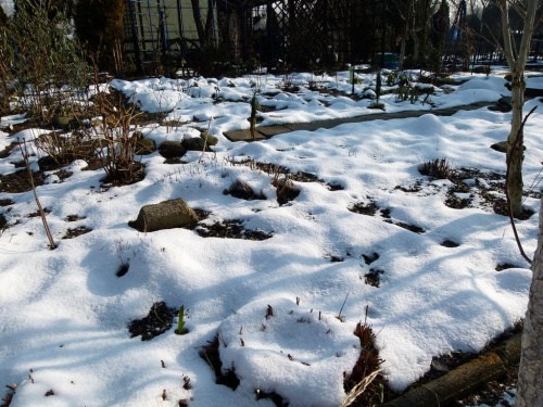 zima w moim ogródku ... #ogród #zima #śnieg