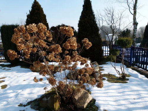 zima w moim ogródku ... #ogród #zima #śnieg #hortensja #iglaki