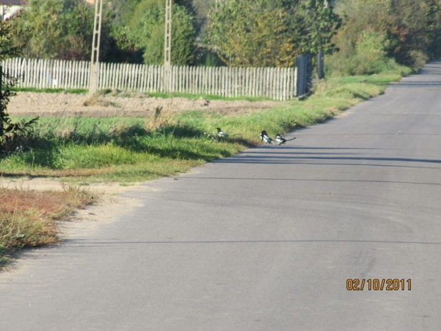 pojawiły się sroki których dawno nie widziałem