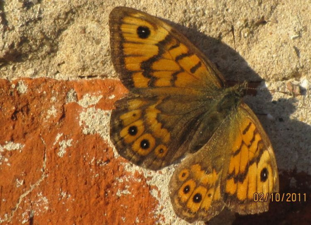 i piękny motyl u mnie na ścianie