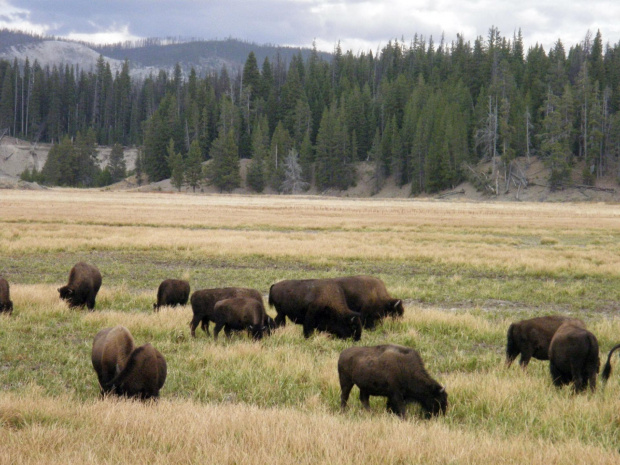 YELLOWSTONE