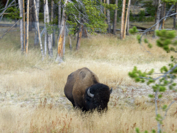 YELLOWSTONE