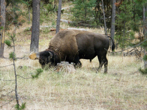 YELLOWSTONE