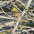 Trznadel zwyczajny - Emberiza citrinella ; samiec . Miejscowość : Piaski Wielkopolskie