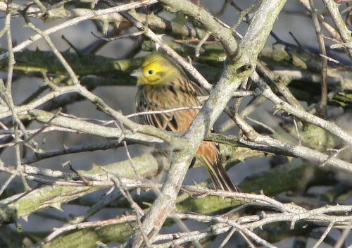 Trznadel zwyczajny - Emberiza citrinella ; samiec . Miejscowość : Piaski Wielkopolskie