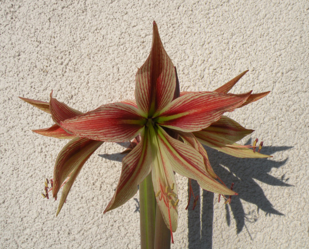 Hippeastrum cybister Rio Negro Ž