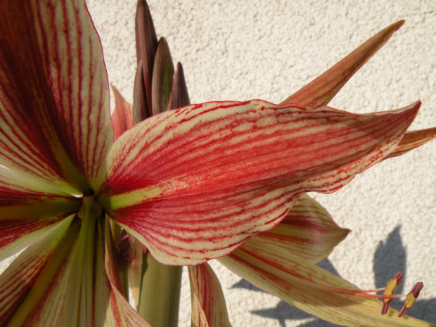 Hippeastrum cybister Rio Negro Ž