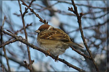 Zmarznięty Mazurek #Mazurek #ptak