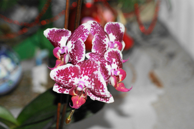Orchidea #flowers #kwiaty
