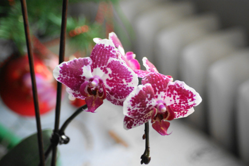 Orchidea #flowers #kwiaty