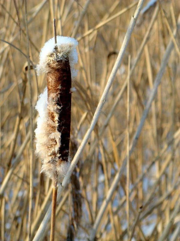 pierwszy śnieg u nas ! Jaka radość ! :)))