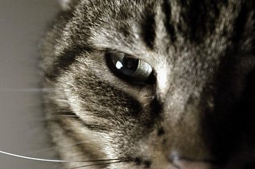 Tonic i jego spojrzenie #kot #cat #Tonic