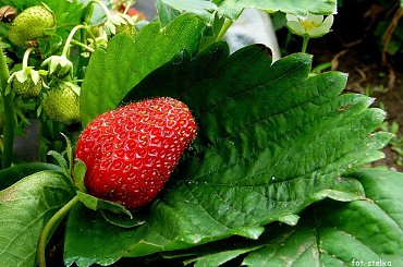 dla TRYL7: *****z okazji urodzin życzę Ci: odnalezienia drogi, którą pragniesz kroczyć, sił i wytrwałości, aby z niej nie zboczyć ... :)) **** ulub. tryl7 **** #ogród #owoce #truskawki #życzenia