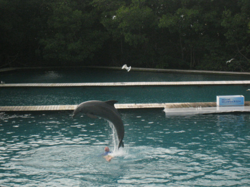 Miami Seaquarium