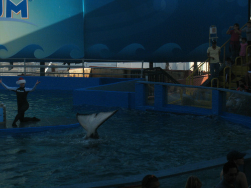 arium, orka Lolita