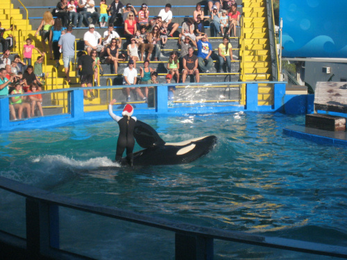 arium, orka Lolita