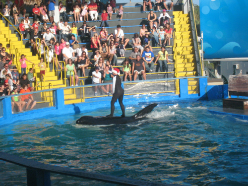 arium, orka Lolita