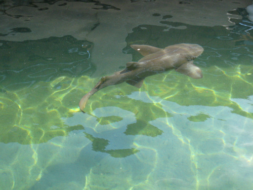 Miami Seaquarium